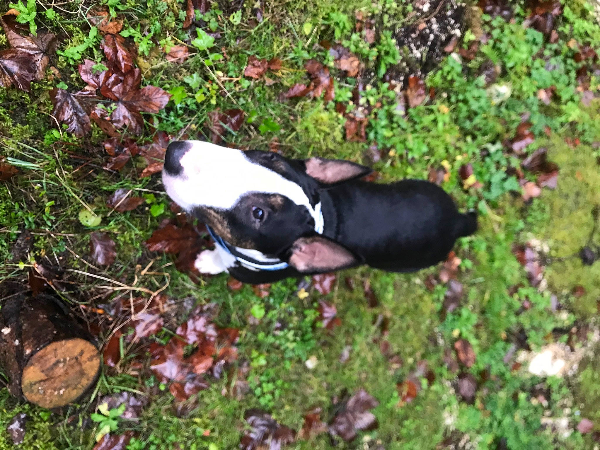 Conor a rejoint le concours — aidez-le/la à gagner de superbes lots ! boston_terrier, canidae, carmine, carnivore, companion_dog, dog, dog_breed, fawn, grass, groundcover, mammal, plant, shrub, snout, sporting_group, tail, terrestrial_animal, tree, vertebrate, working_animal