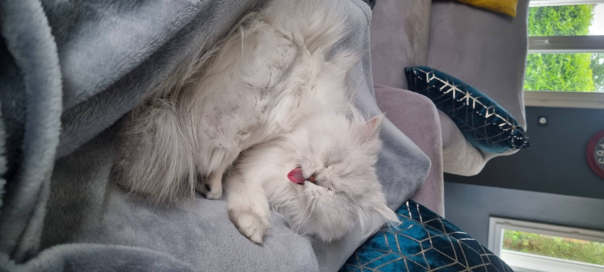 Shelby a rejoint le concours — aidez-le/la à gagner de superbes lots ! bag, carnivore, cat, claw, comfort, fashion_accessory, felidae, foot, fur, gesture, grey, linens, pattern, paw, plaid, ragdoll, small_to_medium_sized_cats, tail, tartan, whiskers