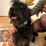 Rocky a rejoint le concours — aidez-le/la à gagner de superbes lots ! dog, black_dog, reindeer_antlers, holiday_costume, indoor, rug, patterned_rug, person, hand, checkered_sleeve, sheer_tights, floor, wood_floor, pet, happy_dog, smiling_dog, festive, cute, animal, companion