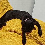 Câline a rejoint le concours — aidez-le/la à gagner de superbes lots ! animal, black_cat, blanket, cat, collar, comfort, cozy, cute, domestic_cat, feline, fur, home, indoor, paw, pet, relaxing, resting, sleeping, stretched_out, yellow_blanket