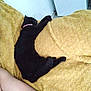 animal, black_cat, blanket, cat, comfort, cozy, domestic, fur, furry, home, human_arm, indoor, nap, paw, pet, pink_collar, relaxation, resting, sleeping, yellow_blanket