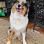 Vayana a rejoint le concours — aidez-le/la à gagner de superbes lots ! dog, australian_shepherd, pet, animal, indoor, floor, sitting, tongue_out, happy, furry, black, white, brown, furniture, wicker, eyes, nose, ears, cute, portrait