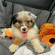 Vayana a rejoint le concours — aidez-le/la à gagner de superbes lots ! puppy, dog, fluffy, tongue_out, car_interior, blanket, plush_toy, stuffed_animal, cute, pet, animal, soft, relaxed, young_dog, indoor, seat_cover, car_seat, napping_toy, adorable, fur
