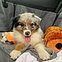 puppy, dog, fluffy, tongue_out, car_interior, blanket, plush_toy, stuffed_animal, cute, pet, animal, soft, relaxed, young_dog, indoor, seat_cover, car_seat, napping_toy, adorable, fur