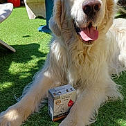 Névada participe au concours pour gagner de l'argent avec cette photo : animal, backyard, box, canine, chair, daylight, dog, food_package, fur, golden_retriever, grass, happy, outdoor, paw, pet, plant, resting, shadow, sunlight, tongue_out