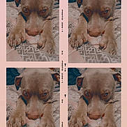 Dobby is registered to the contest to win money with this photo: animal, bed, blanket, brown_dog, closeup, collage, cute, dog, fur, indoors, nostalgia, paws, pet, photo_strip, pink_background, portrait, resting, sleeping, soft_lighting, vintage_style