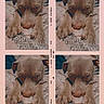 animal, bed, blanket, brown_dog, closeup, collage, cute, dog, fur, indoors, nostalgia, paws, pet, photo_strip, pink_background, portrait, resting, sleeping, soft_lighting, vintage_style