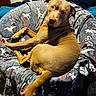 Dobby joined the competition — help win amazing prizes! animal, blanket, brown, chair, comfort, cozy, curious, cute, dinosaur_pattern, dog, fur, furniture, home, indoors, looking_back, pet, relaxed, resting, soft, tail