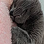 cat, gray_cat, sleeping, cozy, soft_blanket, paw, whiskers, close_up, feline, nap, indoor, relaxed, cute, pet, fur, snuggle, animal, peaceful, resting, domestic_cat