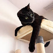 Moka participe au concours pour gagner de l'argent avec cette photo : black_cat, cat, pet, feline, cat_tree, indoor, relaxed, lounging, green_eyes, animal, paw, fur, curious, hanging_paw, soft_lighting, beige, toy_ball, scratching_post, home, cozy