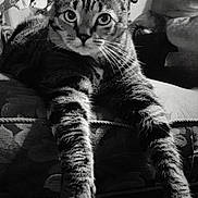 Joey joined the competition — help win amazing prizes! cat, tabby_cat, pet, whiskers, paws, stretched_legs, couch, furniture, close_up, portrait, black_and_white, eyes, stare, fur, indoor, living_room, christmas_tree, ornament, relaxed, cozy