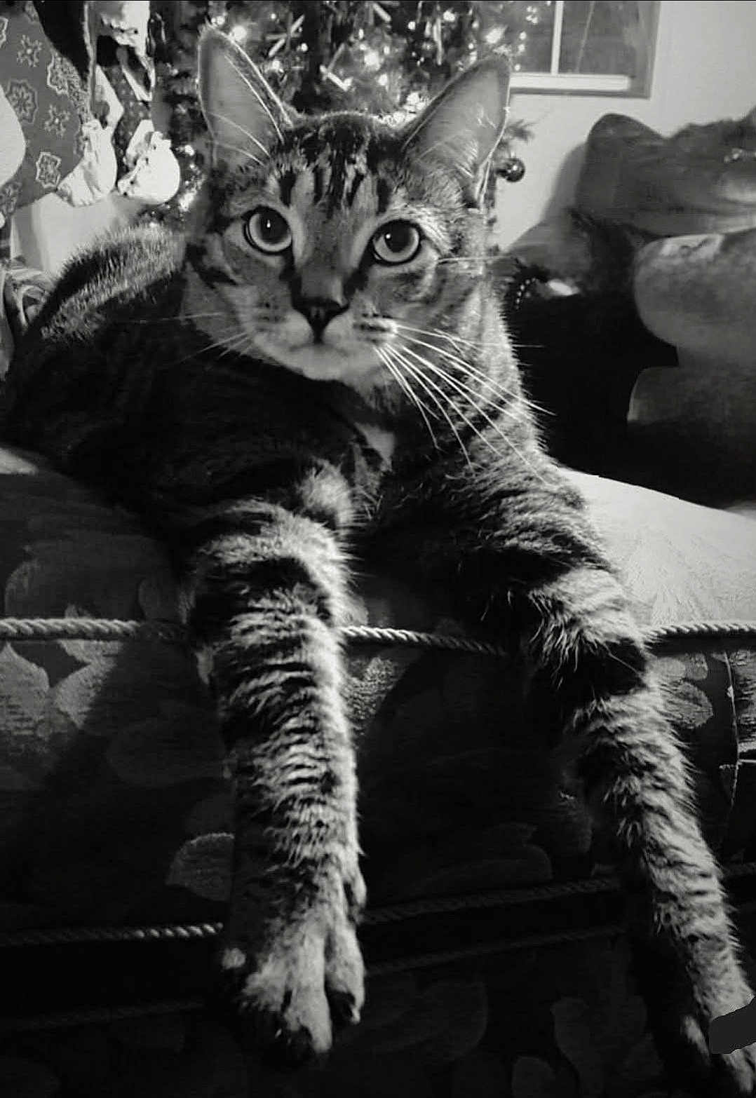 Joey joined the competition — help win amazing prizes! cat, tabby_cat, pet, whiskers, paws, stretched_legs, couch, furniture, close_up, portrait, black_and_white, eyes, stare, fur, indoor, living_room, christmas_tree, ornament, relaxed, cozy