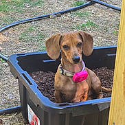 Shelby is registered to the contest to win money with this photo: dog, puppy, dachshund, plastic_container, soil, outdoor, garden_hose, wooden_post, collar, pet, animal, brown_dog, curious, sitting, sunlight, ground, nature, ears, face, small_dog