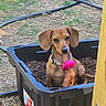dog, puppy, dachshund, plastic_container, soil, outdoor, garden_hose, wooden_post, collar, pet, animal, brown_dog, curious, sitting, sunlight, ground, nature, ears, face, small_dog