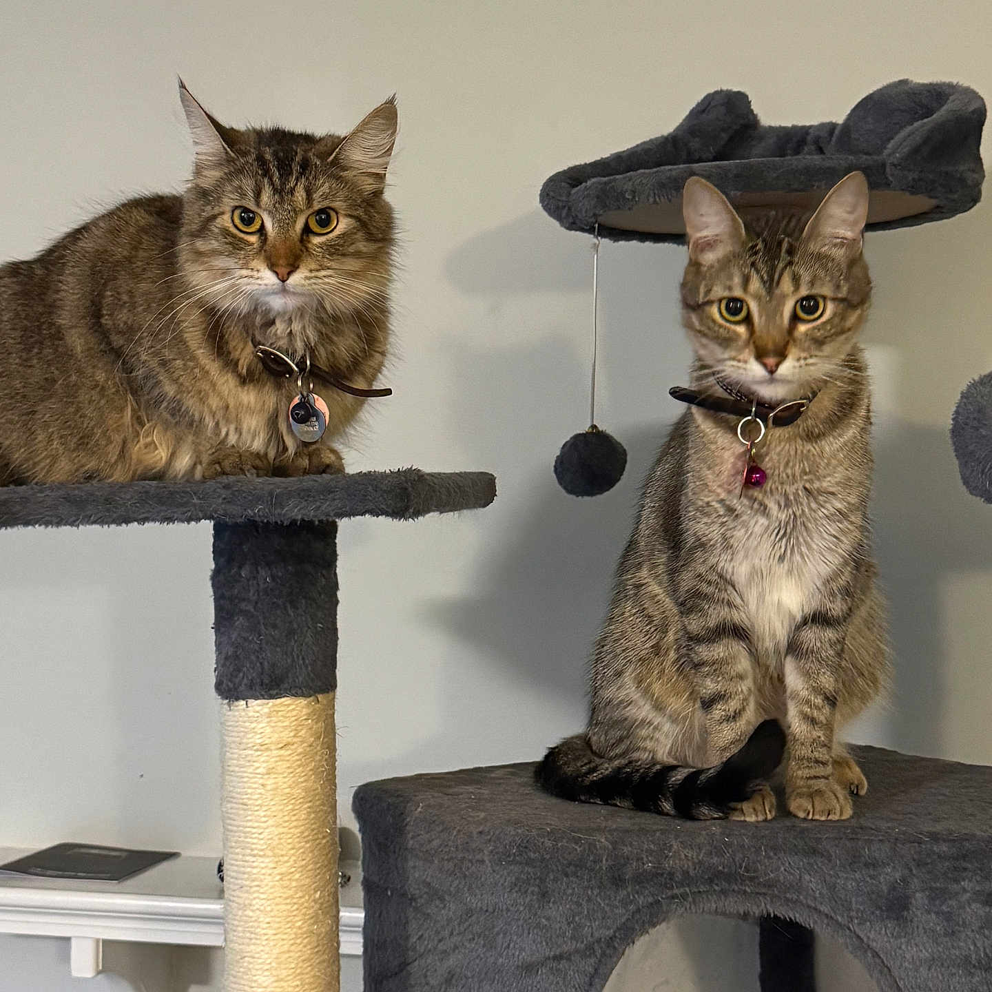 Milo And Snickers is registered to the contest to win money with this photo: animal, cat, cat_tree, collar, cute, domestic_animal, ears, feline, fur, household, indoor, looking_at_camera, lying_down, perch, pet, playful, sitting, tabby_cat, tag, whiskers