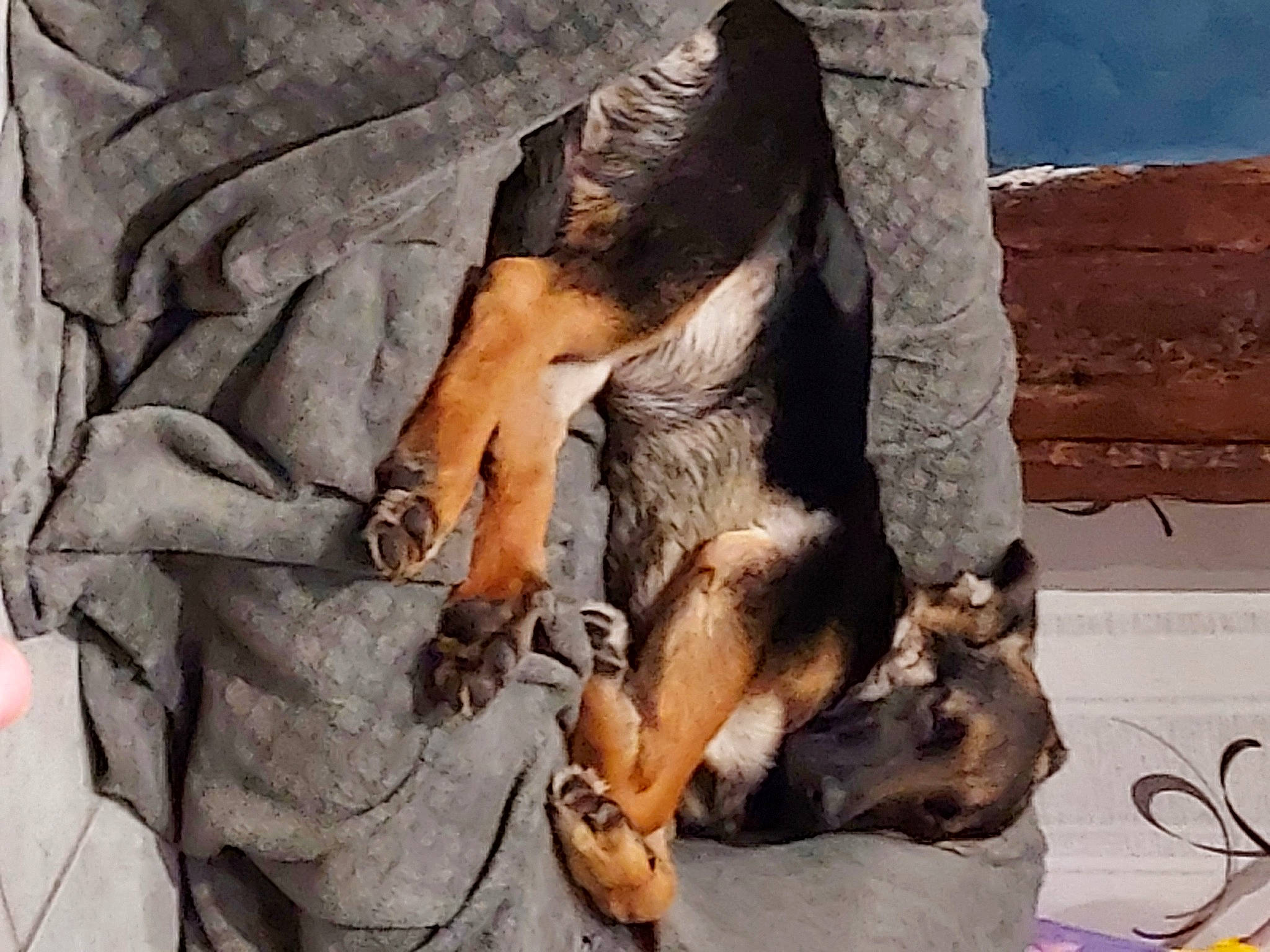 Tako a rejoint le concours — aidez-le/la à gagner de superbes lots ! ancient_dog_breeds, canidae, carnivore, companion_dog, dog, dog_breed, fawn, felidae, fur, german_shepherd_dog, guard_dog, herding_dog, paw, rock, sporting_group, street_dog, trunk, wildlife, working_animal, working_dog