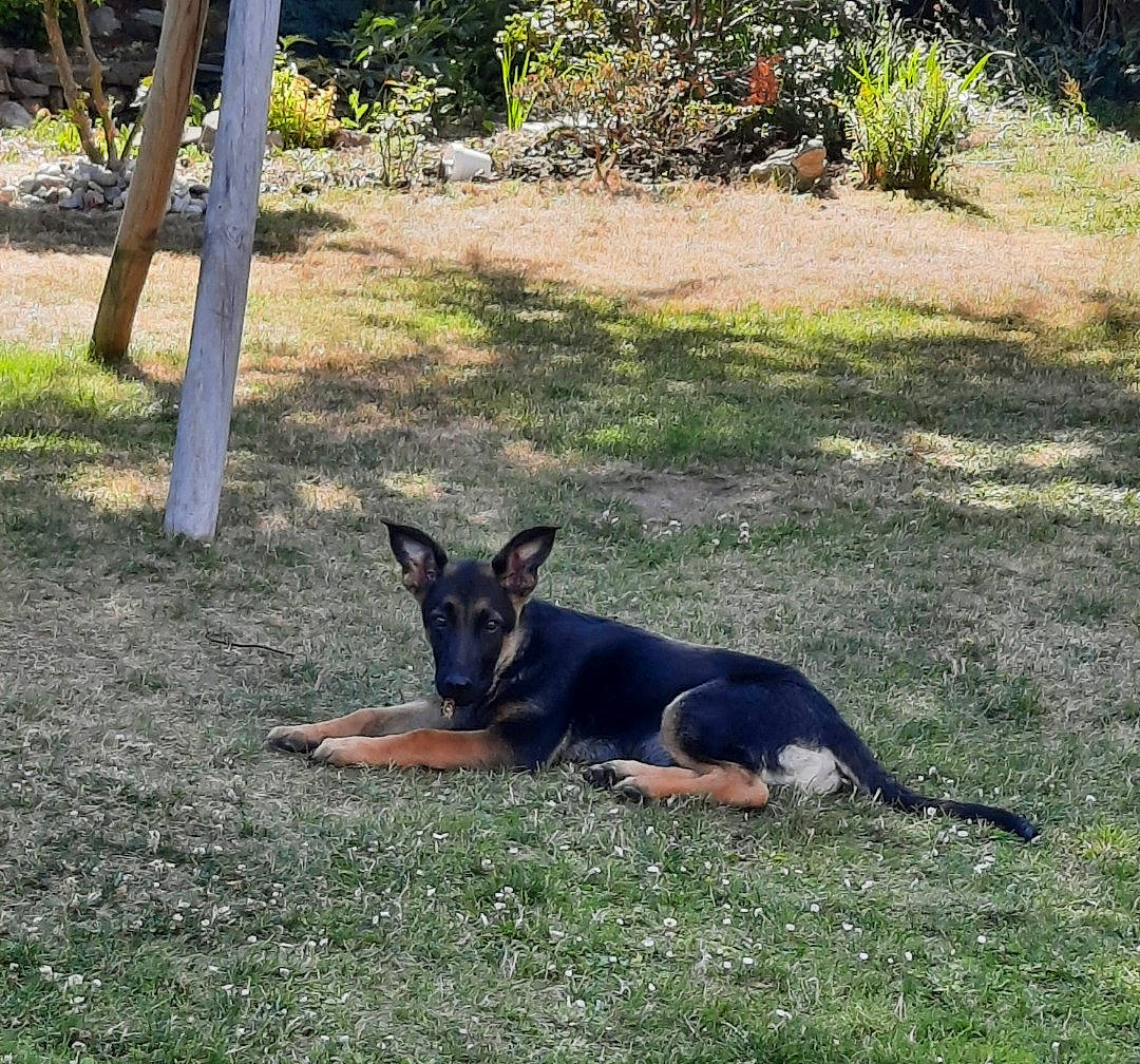 Tako participe au concours pour gagner de l'argent avec cette photo : canidae, carnivore, dog, dog_breed, fawn, grass, groundcover, landscape, lawn, natural_material, pasture, plant, shade, snout, sporting_group, tail, terrestrial_animal, wildlife, working_animal, working_dog