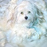 Bella Kaylynn Factor is registered to the contest to win money with this photo: dog, white, fluffy, pet, animal, cute, lying_down, fur, indoor, portrait, eyes, nose, small_dog, cozy, soft, background, texture, curious, ears, closeup