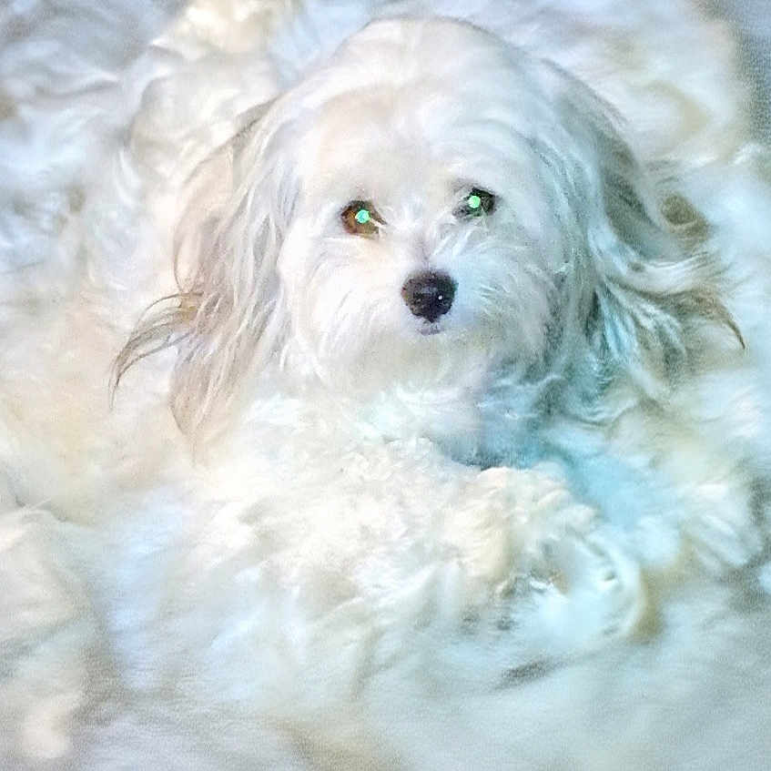 Bella Kaylynn Factor is registered to the contest to win money with this photo: dog, white, fluffy, pet, animal, cute, lying_down, fur, indoor, portrait, eyes, nose, small_dog, cozy, soft, background, texture, curious, ears, closeup