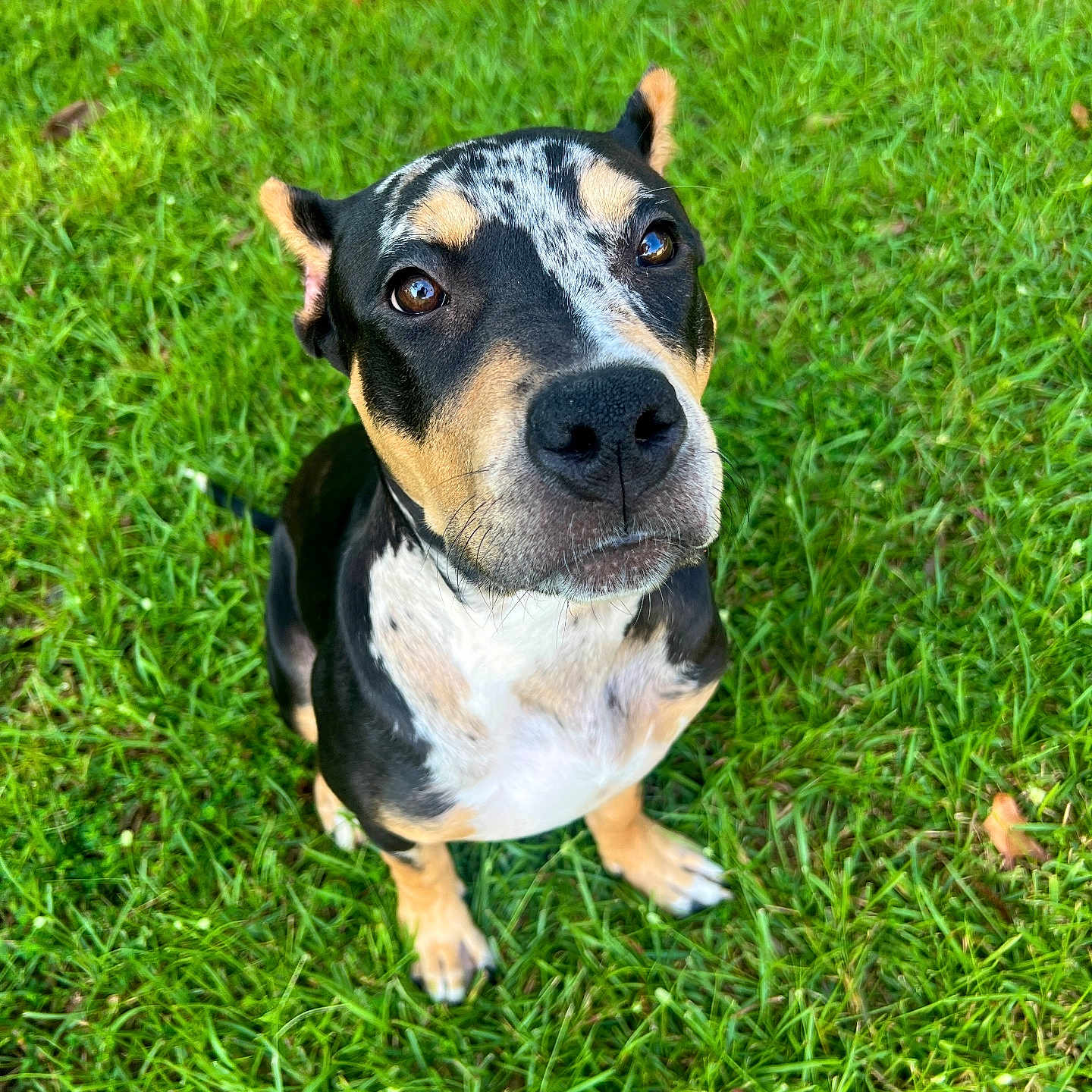 Blair is registered to the contest to win money with this photo: animal, ball, boxer, bulldog, canine, dog, field, grass, grassland, green, hound, lawn, nature, outdoors, pet, plant, puppy, sport, tennis, tennisball