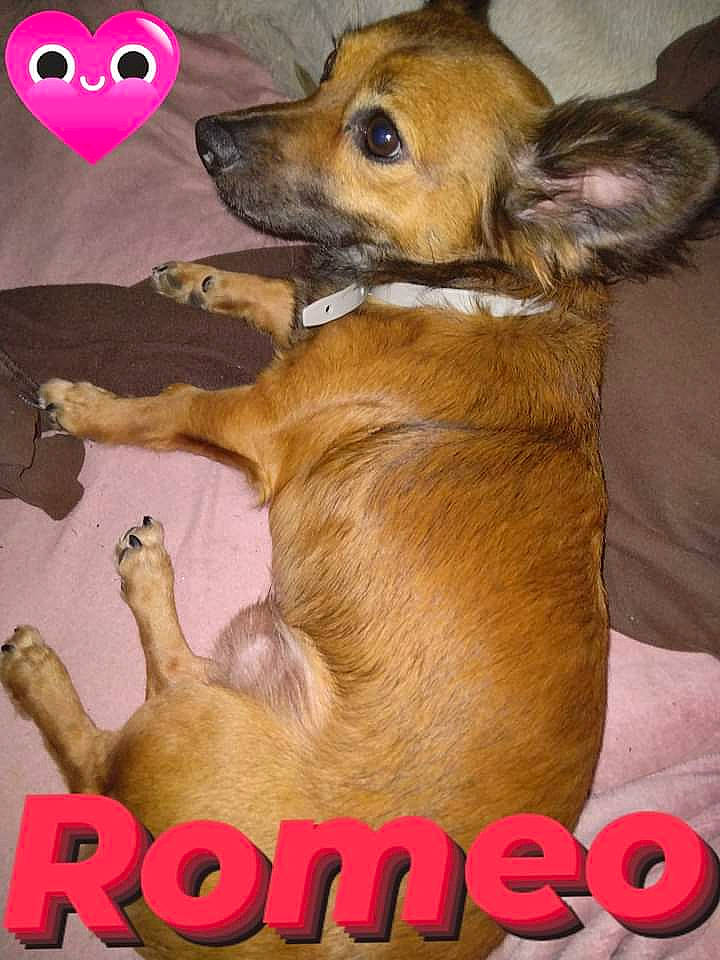 Romeo is registered to the contest to win money with this photo: advertisement, animal, ball, boxer, bulldog, canine, chihuahua, cockerspaniel, dog, envelope, goldenretriever, greetingcard, hound, mail, papillon, pet, puppy, sport, tennis, tennisball