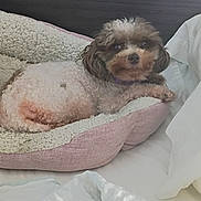 Brittany is registered to the contest to win money with this photo: dog, small_dog, curly_coat, fluffy, brown_and_white, pet, animal, sleeping, lounging, lying_down, dog_bed, pink_bed, bedroom, indoor, cozy, blanket, bedding, portrait, cute, home