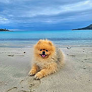 Simba a rejoint le concours — aidez-le/la à gagner de superbes lots ! dog, pomeranian, fluffy, small_dog, orange_coat, beach, sand, ocean, seashore, tropical, island, water, sky, clouds, outdoors, lying_down, smiling, open_mouth, portrait, vacation