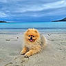 dog, pomeranian, fluffy, small_dog, orange_coat, beach, sand, ocean, seashore, tropical, island, water, sky, clouds, outdoors, lying_down, smiling, open_mouth, portrait, vacation