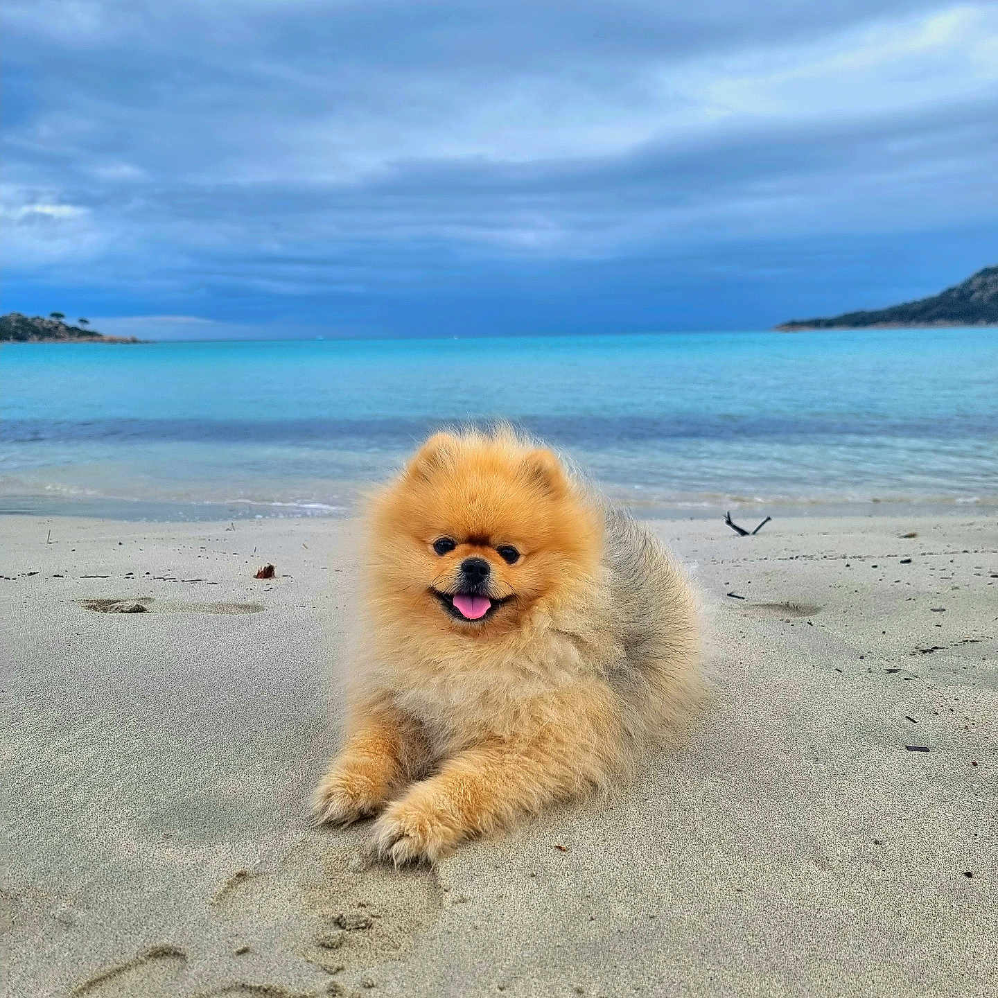 Simba a rejoint le concours — aidez-le/la à gagner de superbes lots ! dog, pomeranian, fluffy, small_dog, orange_coat, beach, sand, ocean, seashore, tropical, island, water, sky, clouds, outdoors, lying_down, smiling, open_mouth, portrait, vacation
