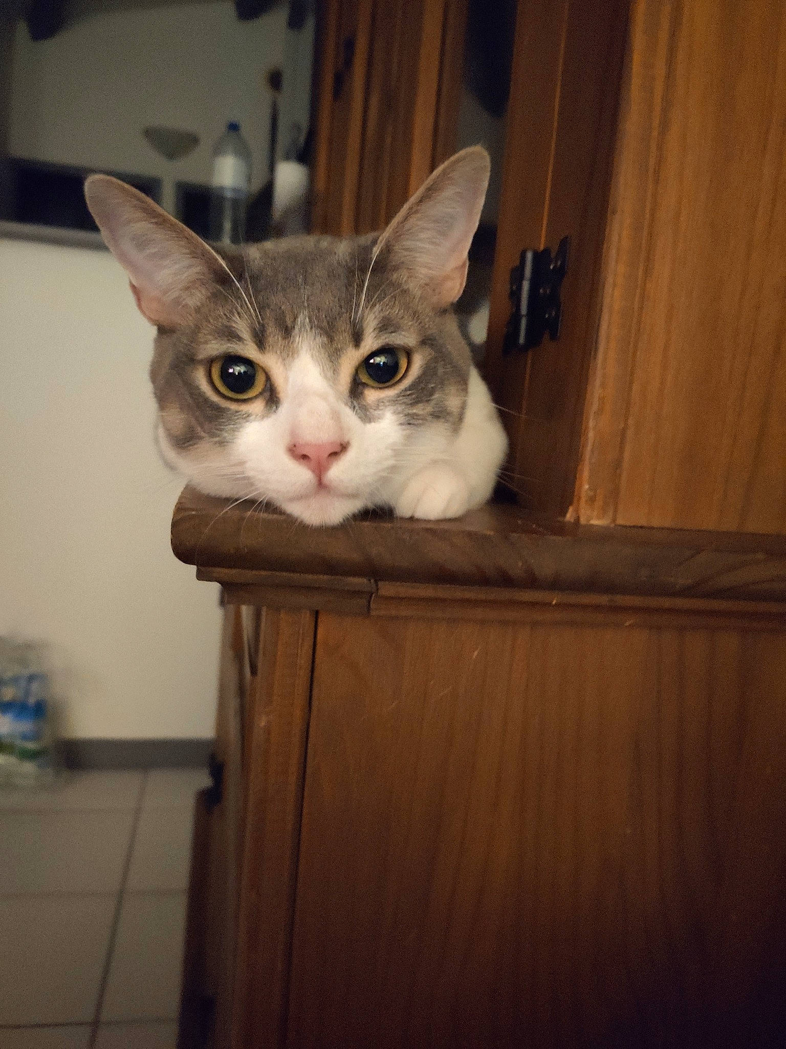 Bao a rejoint le concours — aidez-le/la à gagner de superbes lots ! aegean_cat, american_shorthair, american_wirehair, asian, carnivore, cat, chausie, domestic_short_haired_cat, ear, european_shorthair, fawn, felidae, fur, kitten, mammal, ojos_azules, singapura, small_to_medium_sized_cats, tabby_cat, whiskers