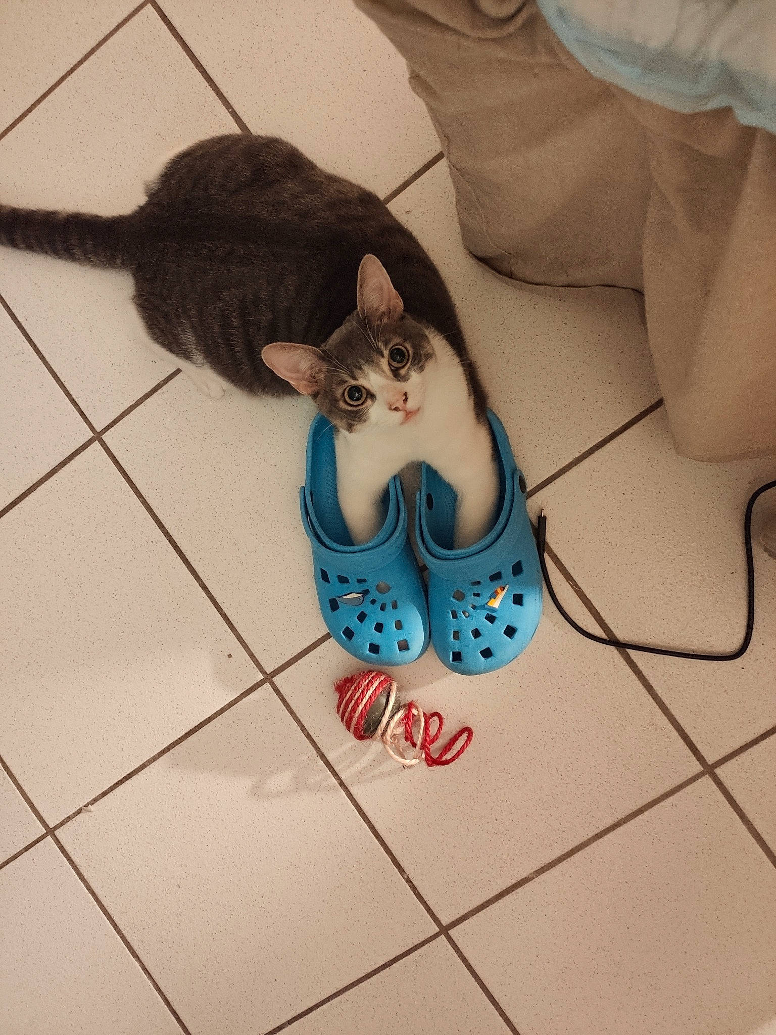 Bao a rejoint le concours — aidez-le/la à gagner de superbes lots ! carnivore, cat, felidae, floor, flooring, footwear, illustration, kitten, leg, long_hair, shoe, small_to_medium_sized_cats, tail, tile, whiskers