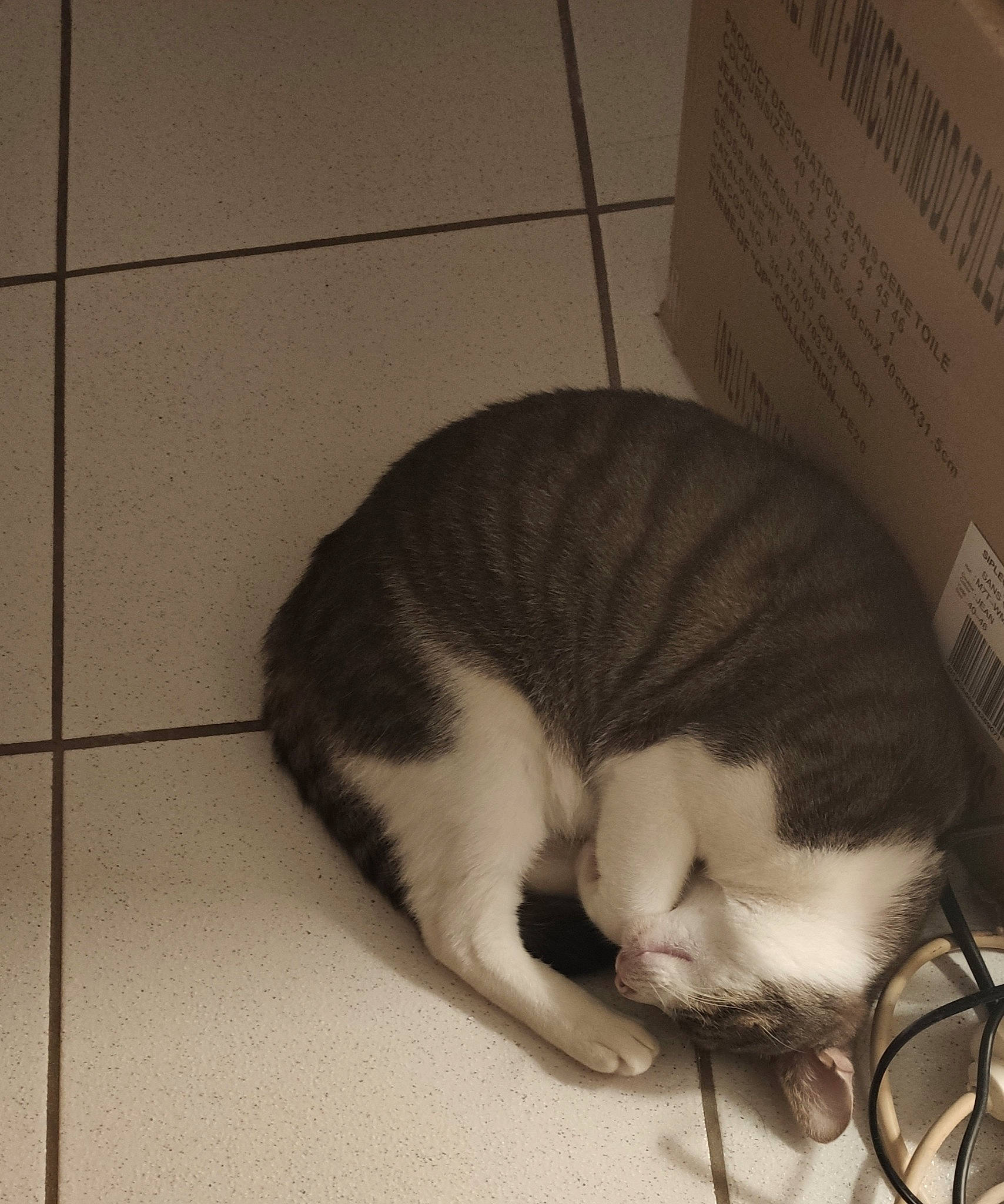 Bao participe au concours pour gagner de l'argent avec cette photo : carnivore, cat, domestic_short_haired_cat, european_shorthair, felidae, small_to_medium_sized_cats, tail, whiskers