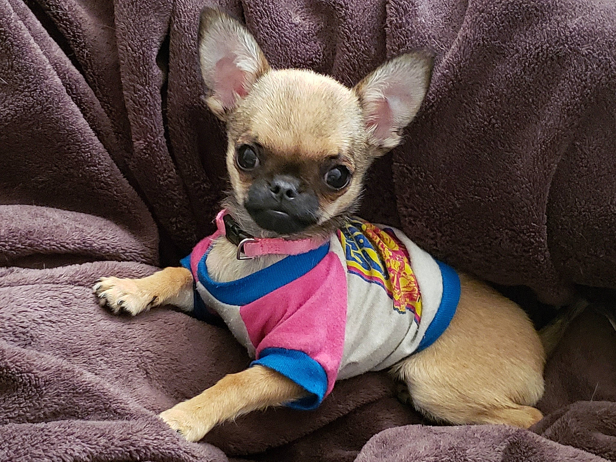 Tink is registered to the contest to win money with this photo: canidae, carnivore, chihuahua, companion_dog, dog, dog_breed, dog_clothes, fawn, french_bulldog, mammal, non_sporting_group, puppy, puppy_love, snout, toy_dog, vertebrate, whiskers