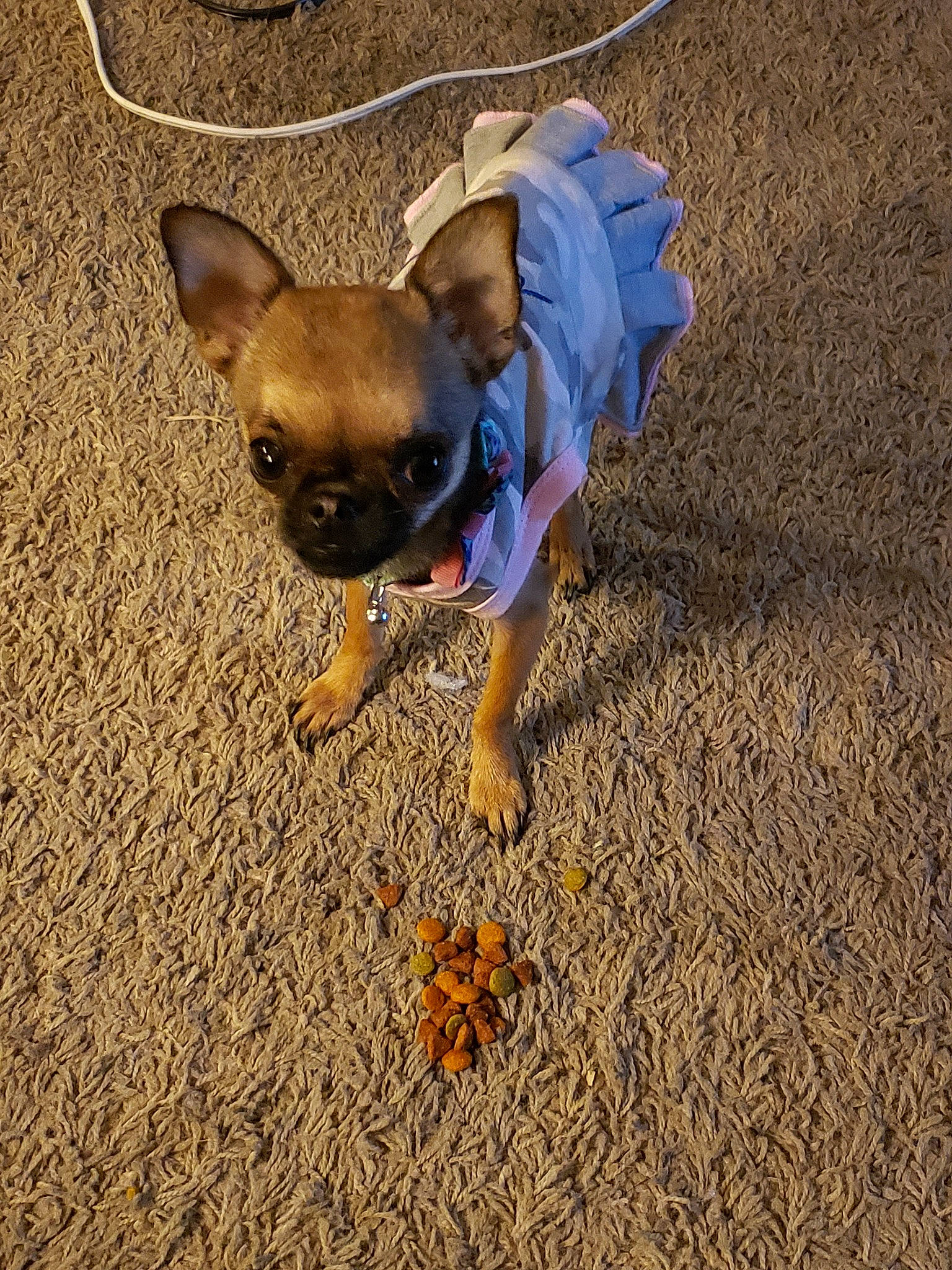 Tink is registered to the contest to win money with this photo: canidae, carnivore, chihuahua, companion_dog, dog, dog_breed, dog_clothes, ear, fawn, french_bulldog, mammal, plant, puppy, snout, toy_dog