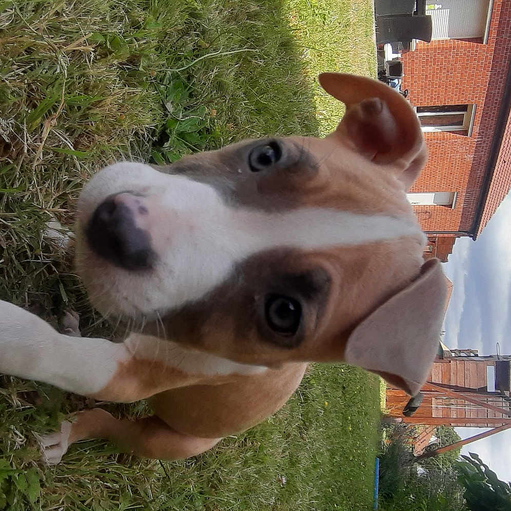 Urka