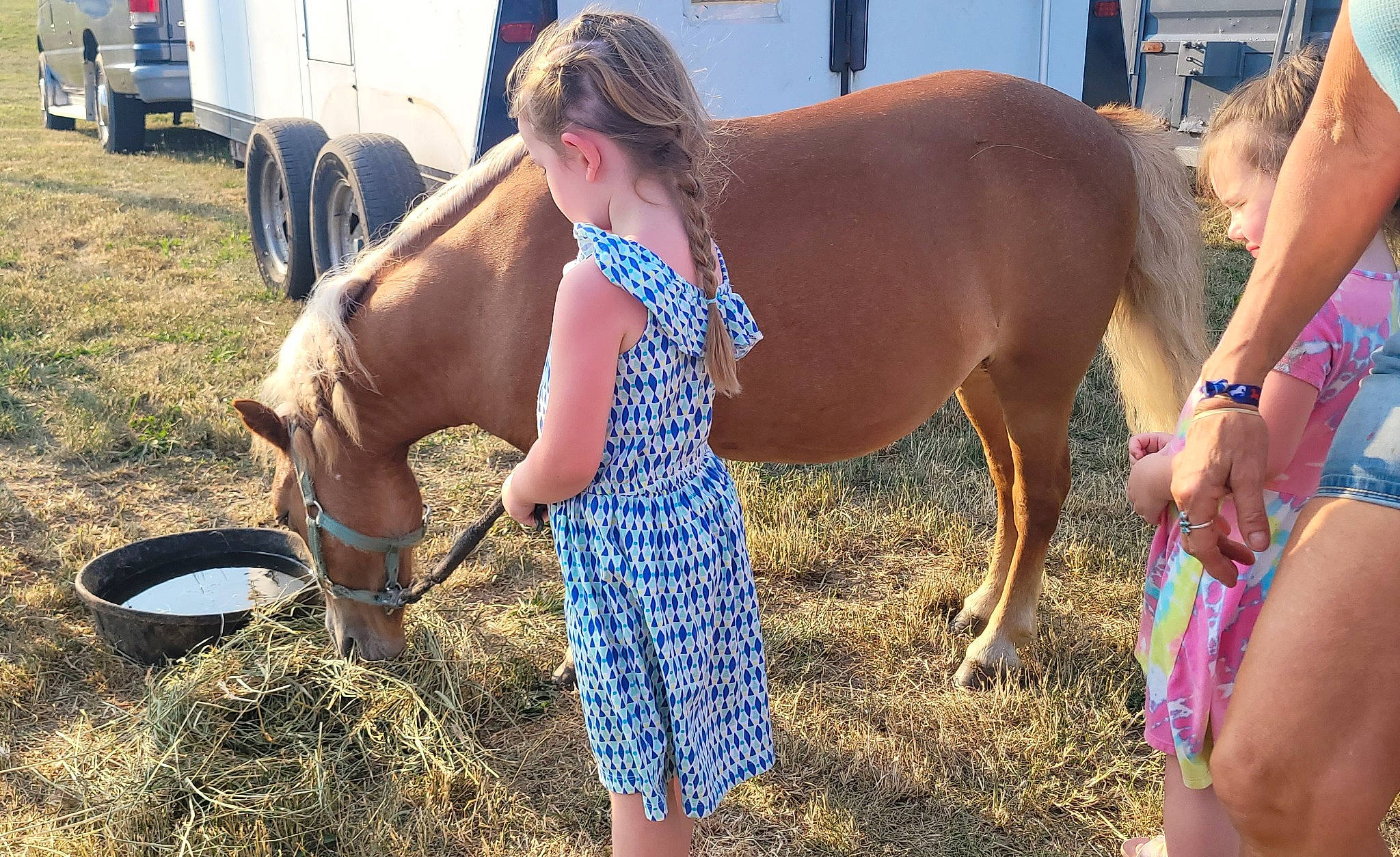 Adaline joined the competition — help win amazing prizes! agriculture, bridle, event, fawn, fun, grass, horse_supplies, horse_tack, human_leg, landscape, livestock, mane, mare, person, soil, stallion, swimwear, thigh, tire, wheel