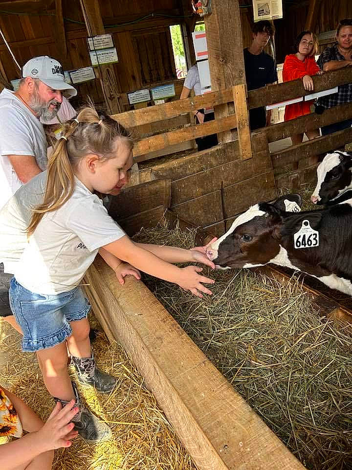 Gracelyn is registered to the contest to win money with this photo: baseball_cap, cap, child, dairy, dairy_cow, event, flooring, fun, fur, grass, headwear, human, leisure, livestock, person, recreation, sandal, shorts, soil, t_shirt