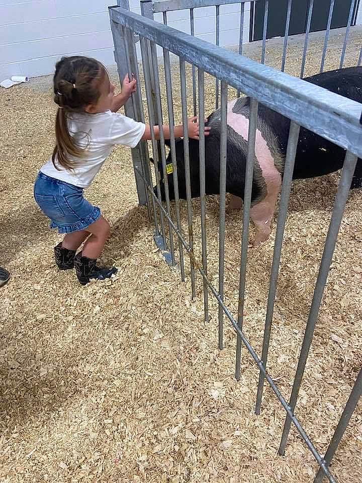 Gracelyn is registered to the contest to win money with this photo: bovine, child, clothing, fence, grass, handrail, landscape, leisure, livestock, metal, person, play, ranch, recreation, sand, shorts, soil, t_shirt, toddler, tree