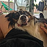 Themis a rejoint le concours — aidez-le/la à gagner de superbes lots ! dog, pet, indoor, relaxing, happy, tongue_out, fur, person, lap, plant, curtains, furniture, natural_light, smiling, cozy, black_clothing, hand, window, home, casual