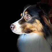 Themis a rejoint le concours — aidez-le/la à gagner de superbes lots ! dog, portrait, close_up, profile, fur, black_background, animal, pet, canine, brown_eyes, white_fur, black_fur, tan_fur, looking_away, side_view, muzzle, whiskers, ears, natural_light, sharp_focus