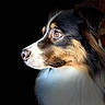 dog, portrait, close_up, profile, fur, black_background, animal, pet, canine, brown_eyes, white_fur, black_fur, tan_fur, looking_away, side_view, muzzle, whiskers, ears, natural_light, sharp_focus
