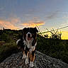 Themis participe au concours pour gagner de l'argent avec cette photo : dog, rock, sunset, outdoor, nature, animal, pet, happy, tongue_out, fur, grass, tree, sky, cloud, leash, hill, wildlife, scenery, landscape, evening