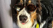 Themis participe au concours pour gagner de l'argent avec cette photo : dog, sunglasses, leash, curtain, indoors, pet, animal, black_fur, white_fur, brown_fur, tongue_out, standing, close_up, face, canine, accessory, cute, portrait, funny, companion
