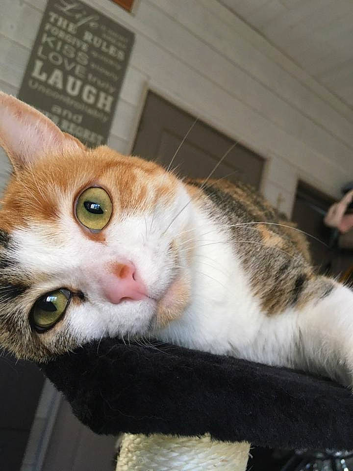 Rosette participe au concours pour gagner de l'argent avec cette photo : aegean_cat, american_wirehair, asian, carnivore, cat, domestic_short_haired_cat, european_shorthair, eye, felidae, fur, german_rex, mammal, polydactyl_cat, small_to_medium_sized_cats, snout, tabby_cat, whiskers