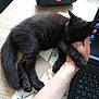 animal, black_cat, cat, closeup, comfort, cozy, domestic_cat, fur, hand, indoor, keyboard, laptop, patterned_table, paw, person, pet, resting, sleeping_cat, table, technology