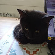 Tinou participe au concours pour gagner de l'argent avec cette photo : cat, kitten, black_cat, table, patterned_tablecloth, laptop, indoor, window, natural_light, fur, pet, animal, cute, small, sitting, looking_down, ears, whiskers, domestic_cat, young