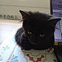 cat, kitten, black_cat, table, patterned_tablecloth, laptop, indoor, window, natural_light, fur, pet, animal, cute, small, sitting, looking_down, ears, whiskers, domestic_cat, young