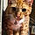 Kat
