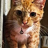 animal, bell_collar, cat, close_up, curious, cute, domestic_cat, eyes, face, feline, fur, indoor, looking, orange_tabby, pet, pet_accessory, portrait, whiskers, young_cat