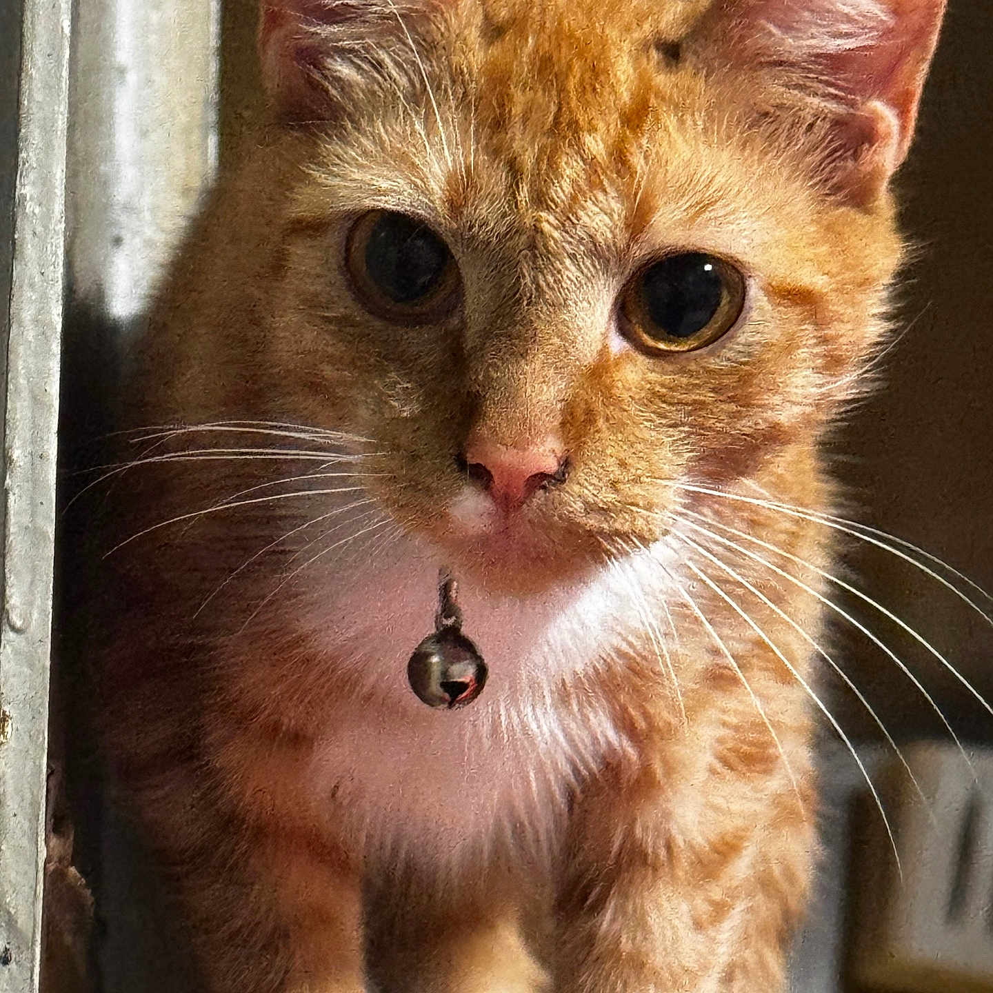 Kat